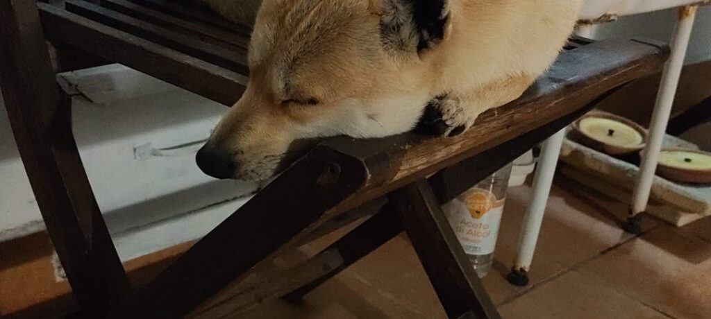 NOTTE GELIDA, CAGNOLINO SI 